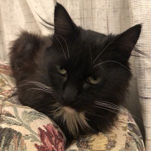 Meet your Posher, Joel